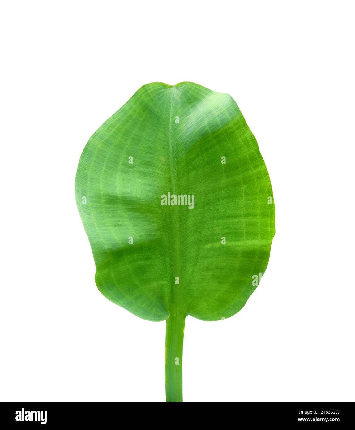 Aus Limnocharis-Flava-Blatt mit präzisen Schnittpfaden auf weißem Hintergrund ausschneiden. Die lebendige, grüne Wasserpflanze mit zartem Blatt ist geeignet für Stockfoto