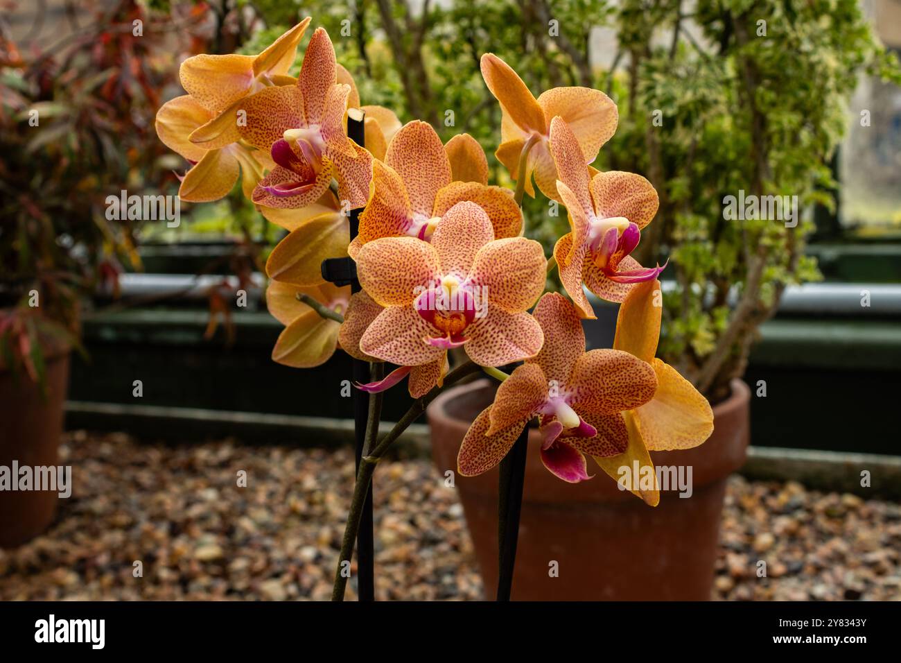 Eine gepunktete orange-rosa Orchidee in voller Blüte Stockfoto