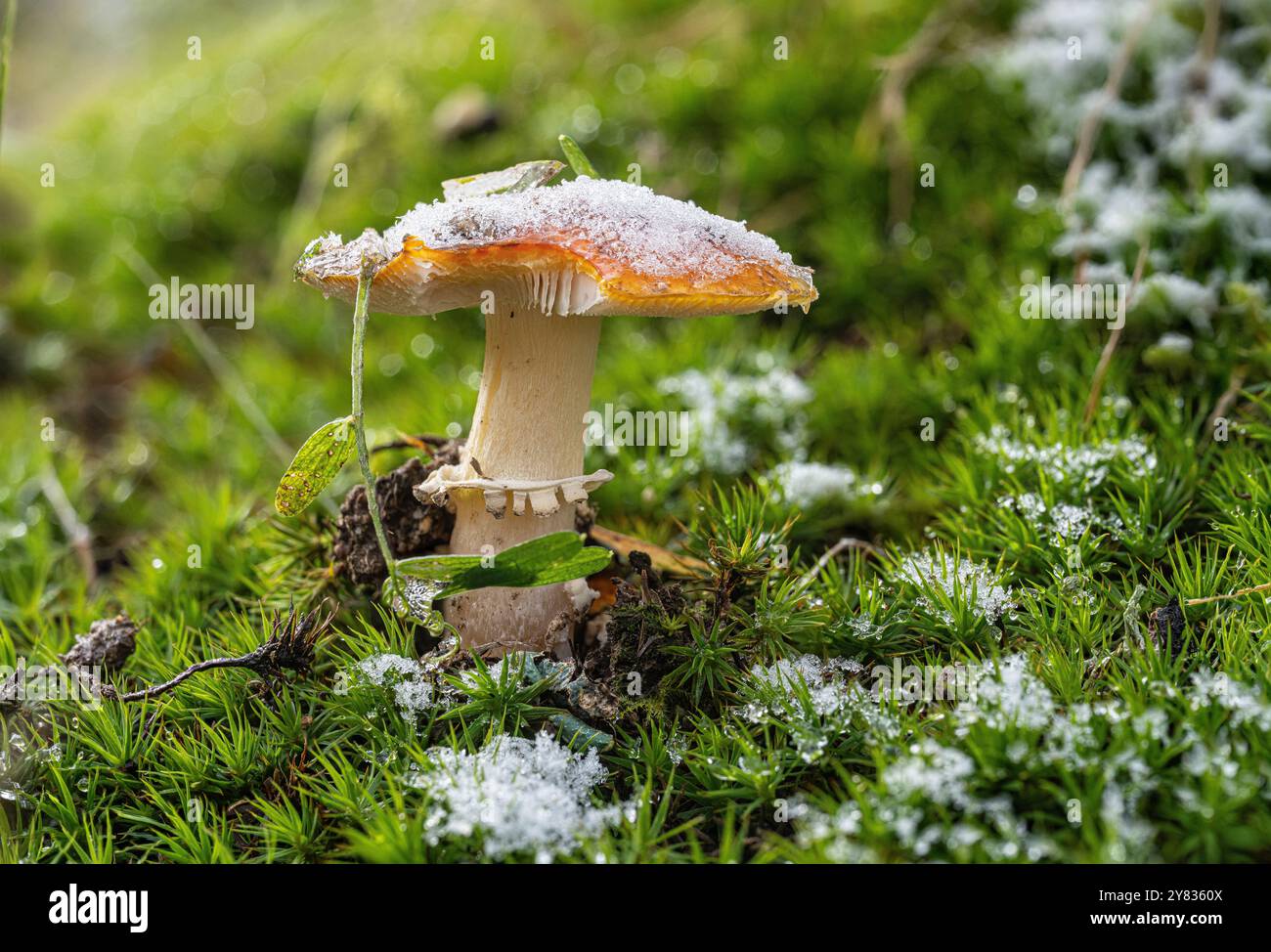 Frost und Schnee haben den Pilzen eine weiße Mütze verpasst. Sie sind wahre Wunder der Natur, weil weder Tier noch Pflanze. Viele von ihnen genießbar. Stockfoto
