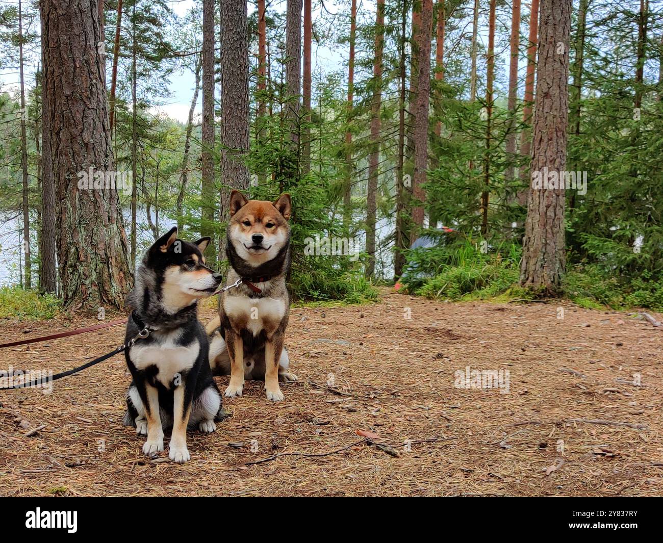 Zwei Hunde, japanische Shiba Inu Rasse und Natur, Haustiere im Freien, im sonnigen Sommerwald in Nuuksio, Finnland, Europa Stockfoto