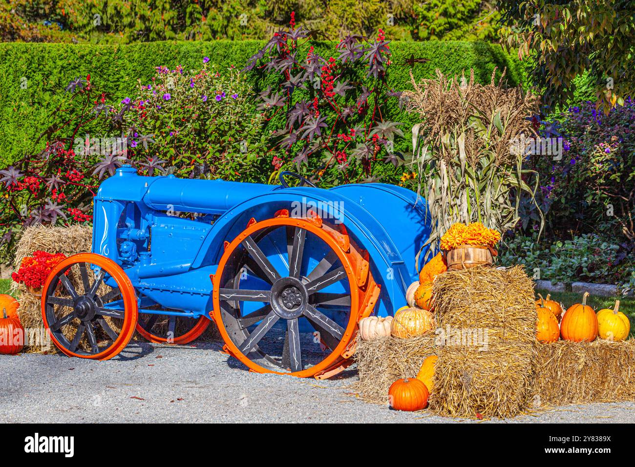 Farbenfroher, antiker Traktor mit Pumkins Stockfoto