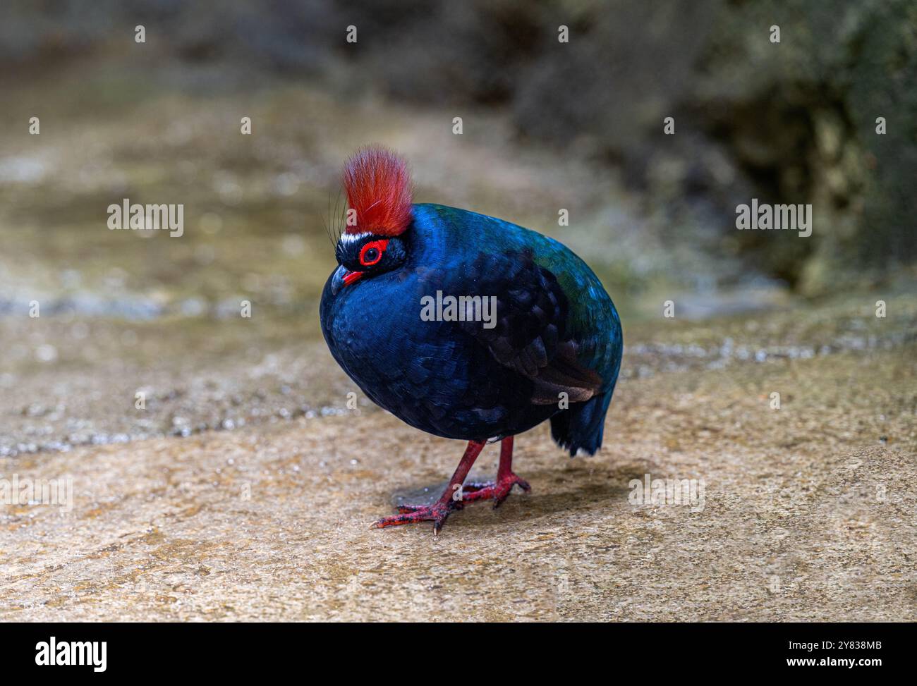 Haubenholz-Rebhühner-(Rollulus-Rouroul). Lebt in Südostasien Stockfoto