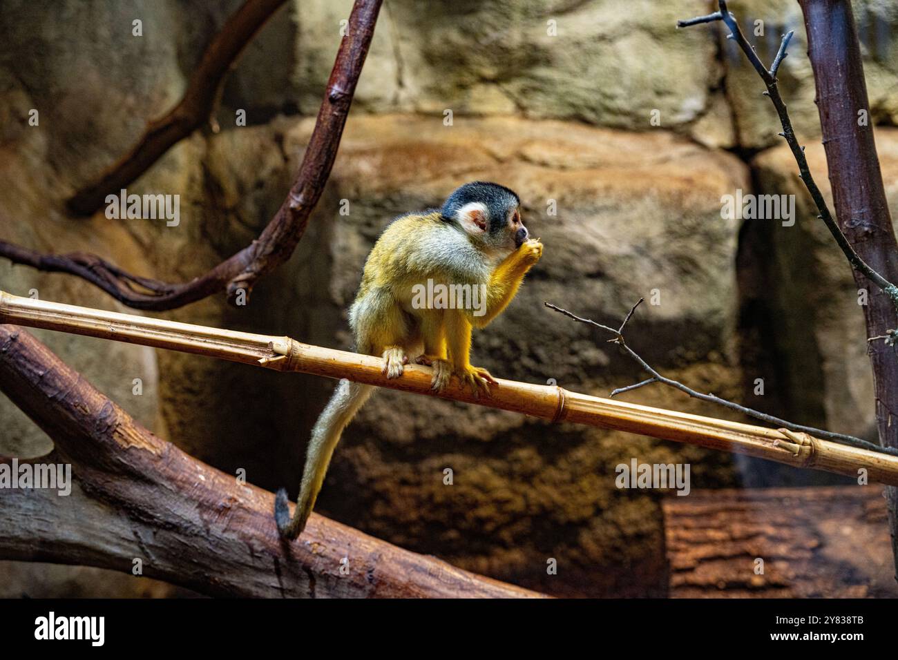 Eichhörnchenaffen mit schwarzem Deckel [Saimiri boliviensis] Stockfoto