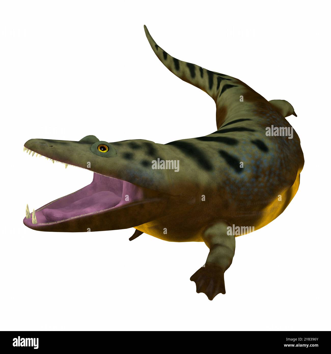 Mastodonsaurus war eine aquatische Amphibien-Tier, das in Europa während der Trias lebten. Stockfoto