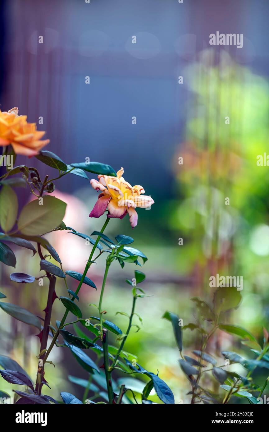 Nahaufnahme der gelben Rosen im Hausgarten Stockfoto