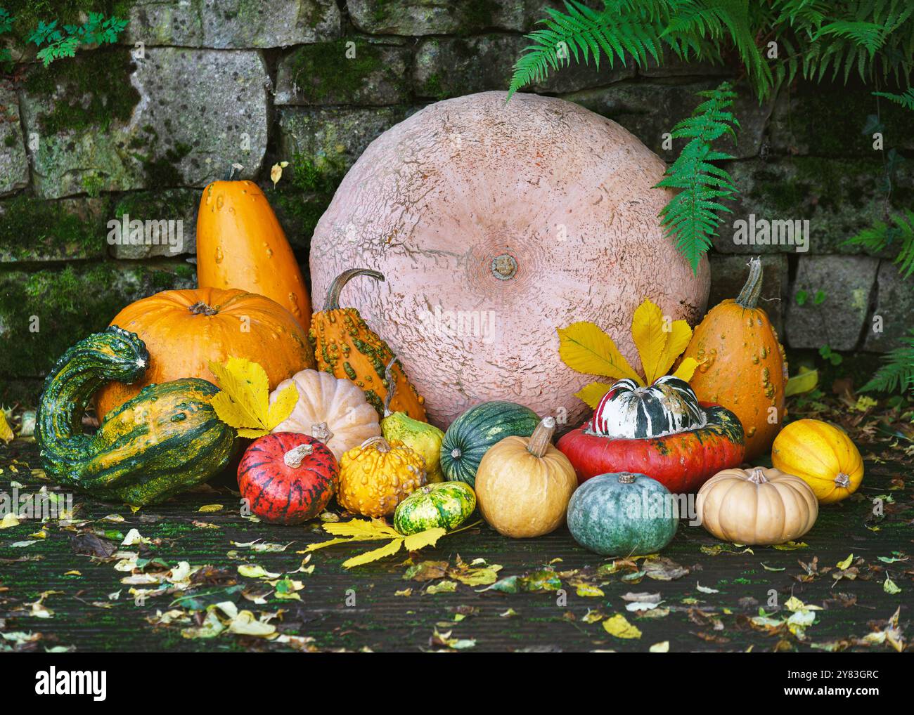 Große Sammlung von bunten verschiedenen kleinen und riesigen Zierkürbissen und Kürbissen im Hüttengarten. Herbstgarten- oder Erntekonzept. Ta Stockfoto