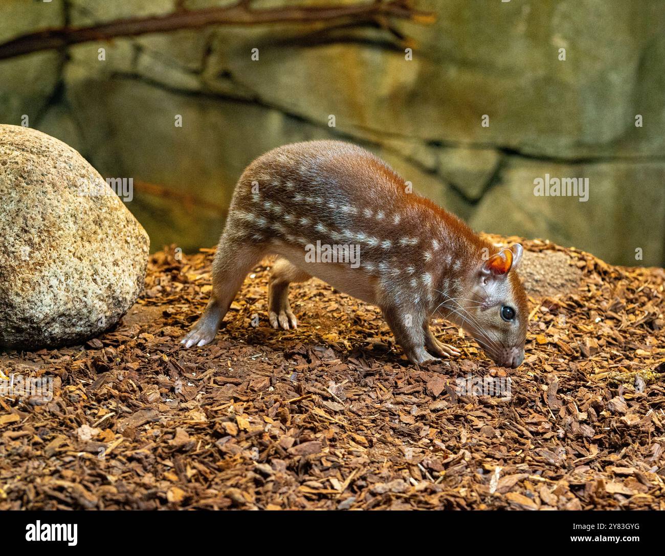Gefleckte Paca oder Lappe Cuniculus Paca Südamerika Stockfoto