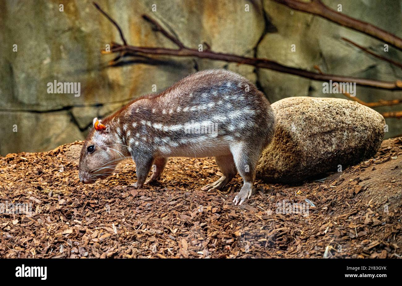 Gefleckte Paca oder Lappe Cuniculus Paca Südamerika Stockfoto