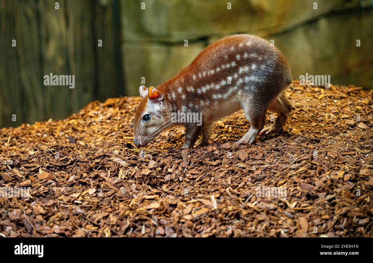 Gefleckte Paca oder Lappe Cuniculus Paca Südamerika Stockfoto