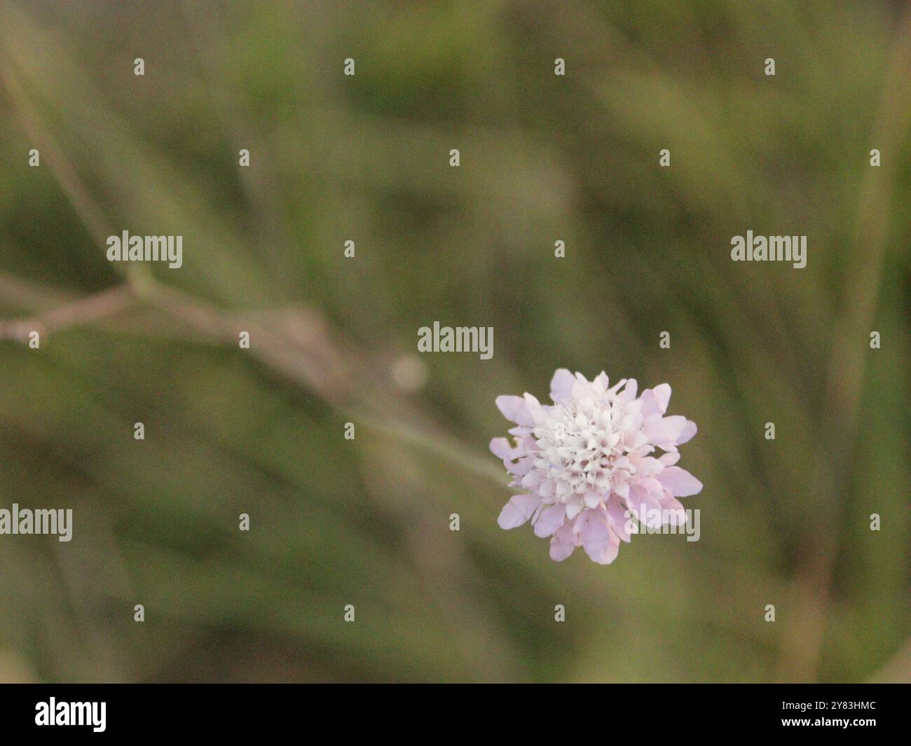 Makroblumenlandschaft in Italien Stockfoto