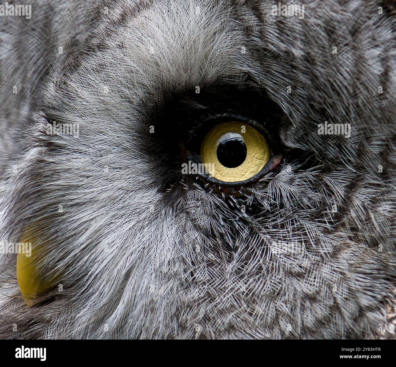 Eine Nahaufnahme des linken Auges einer grauen Eule. Stockfoto