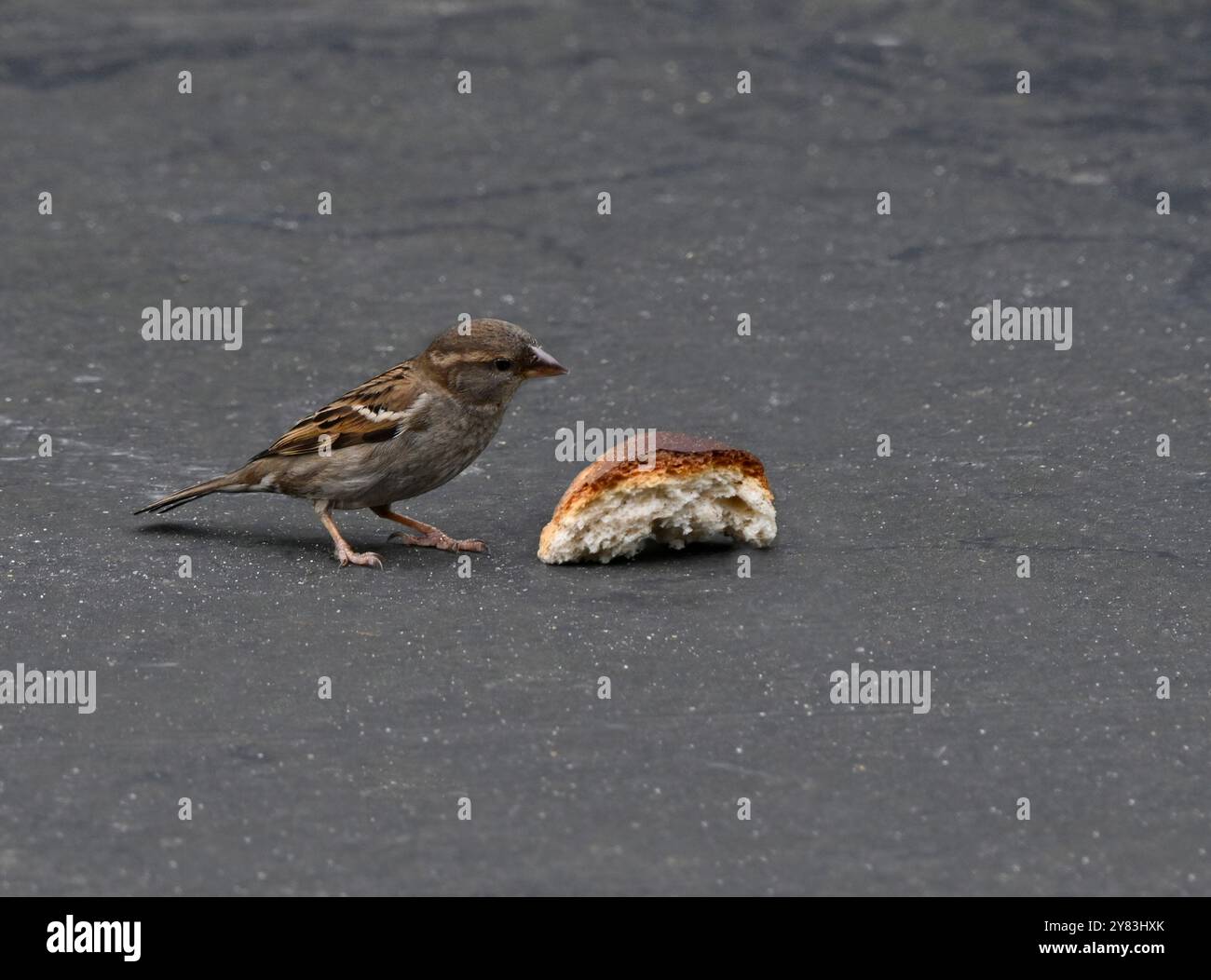 Ein Spatel auf einem Garagendach, der ein Stück Brot ansieht. Stockfoto