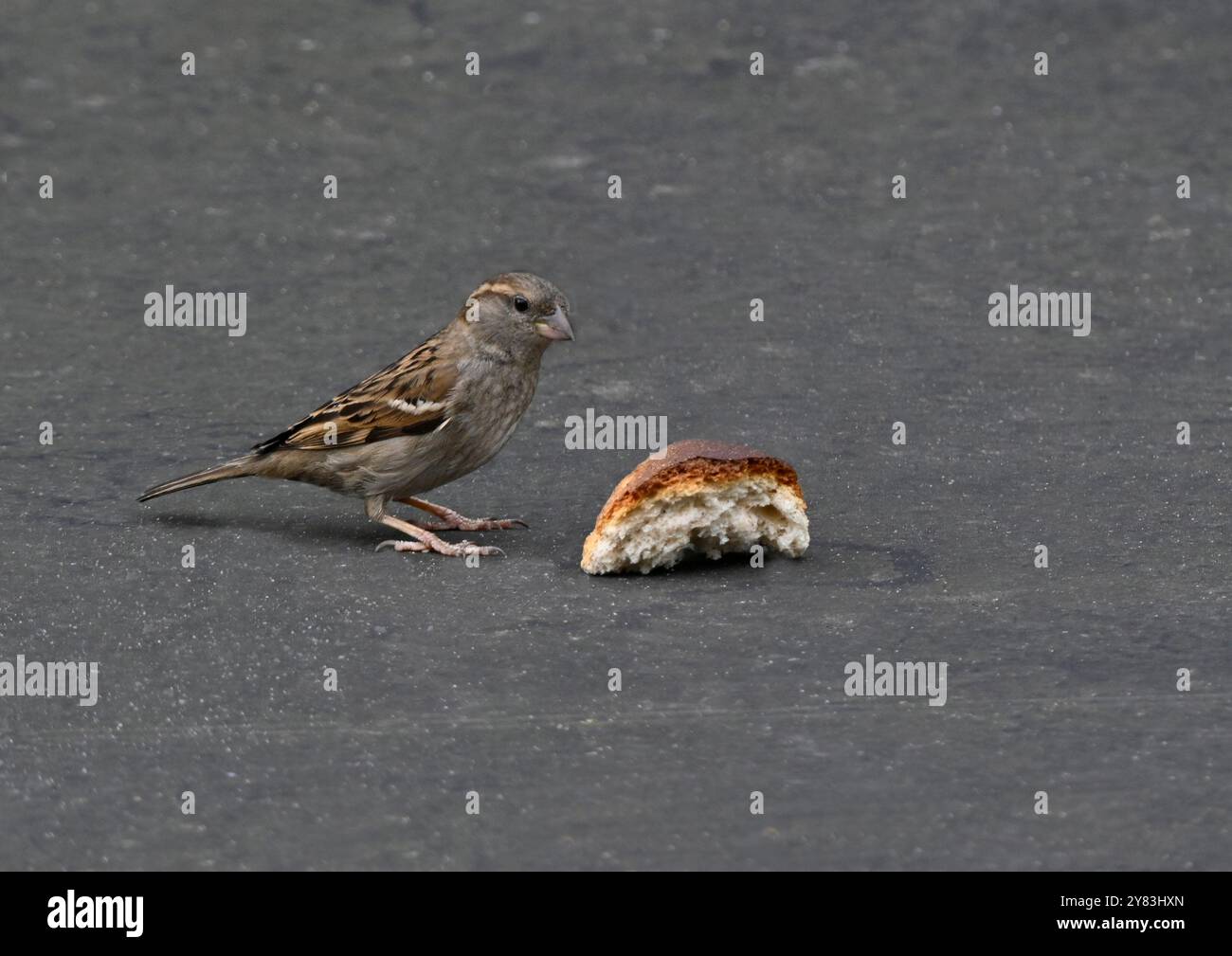 Ein Spatel, der ein Stück Brot ansieht. Stockfoto