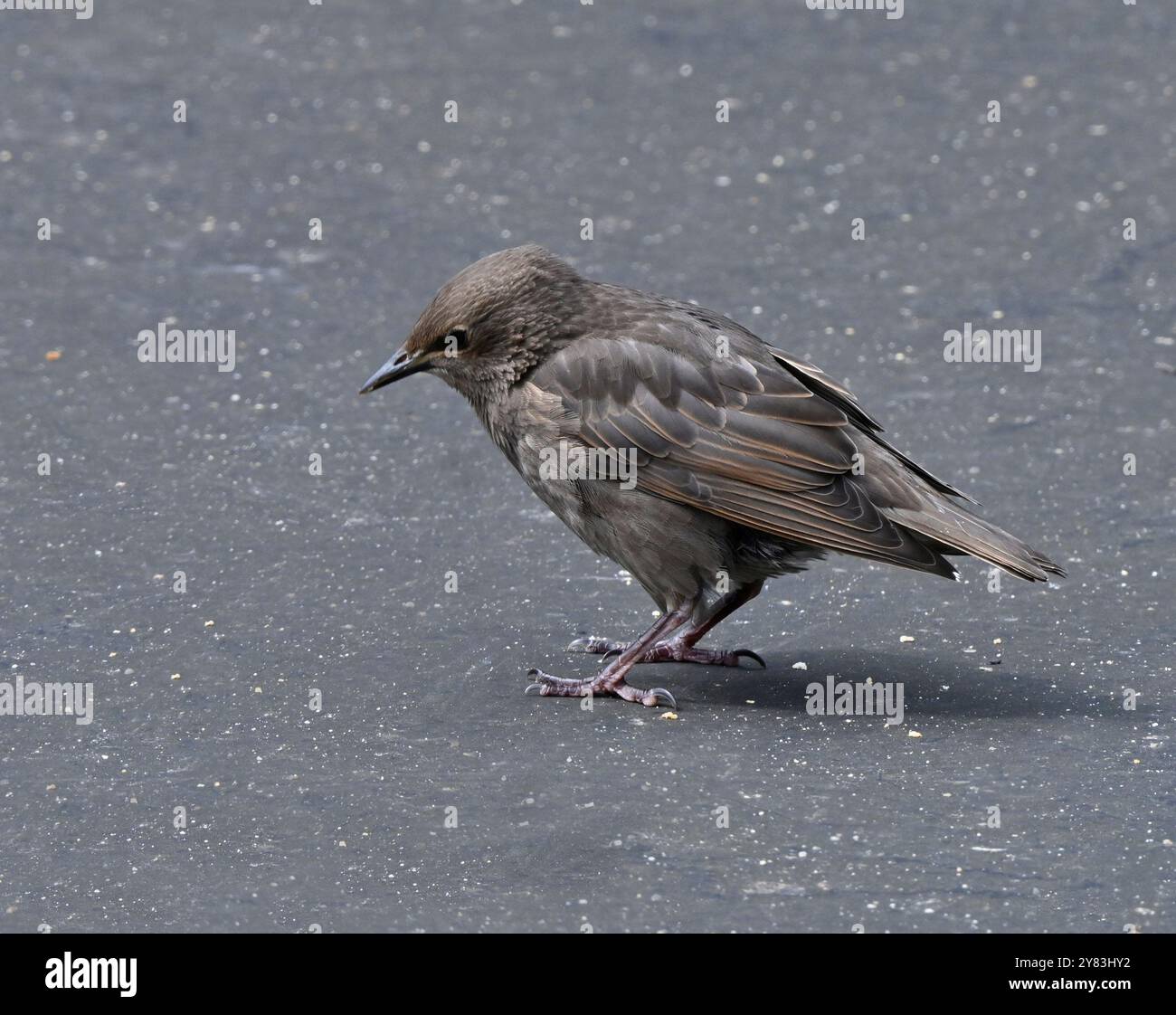 Frisch gebliebene Starlinge warten darauf, dass die Mutter sie ernährt. Stockfoto