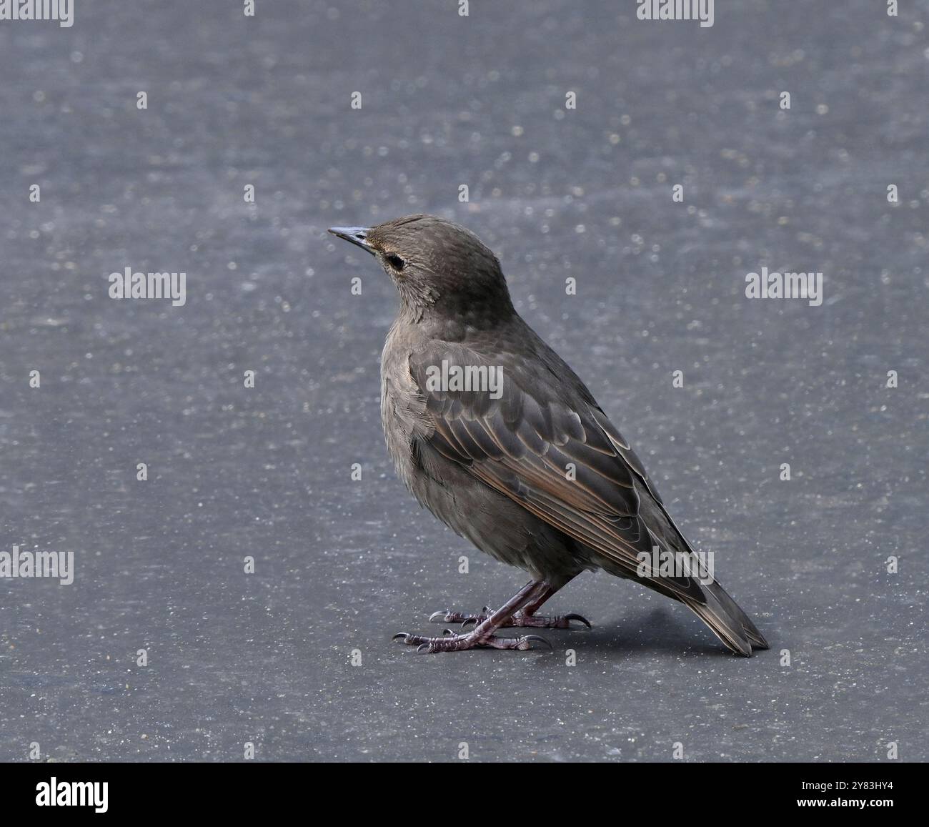 Frisch gebliebene Starlinge warten darauf, dass die Mutter sie ernährt. Stockfoto