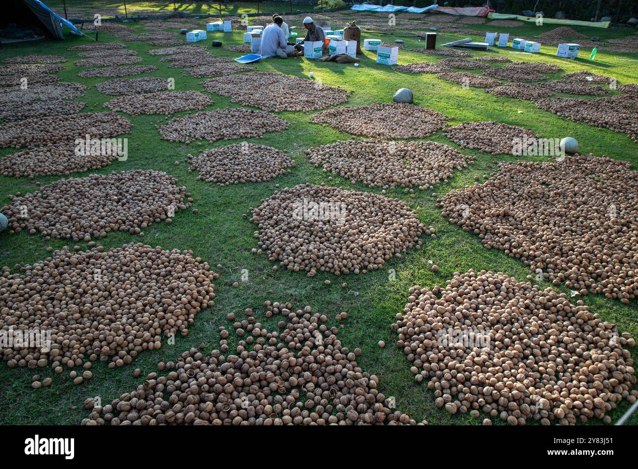 Kaschmirs Bauern sahen Walnüsse verpacken, nachdem sie ihre grünen Schalen entfernt und während der Erntezeit gereinigt hatten, in einem Dorf im Distrikt Budgam südwestlich von Srinagar. Die Erntezeit von Walnüssen ist ein großes landwirtschaftliches Ereignis in Kaschmir. Sie beginnt Ende August und wird im September fortgesetzt. Kaschmir ist der Hauptverursacher der indischen Walnussproduktion, auf die 98 % der gesamten Walnussproduktion entfallen. Kaschmiri-Walnüsse werden in verschiedene Regionen wie den Nahen Osten, Ost- und Westeuropa und in asiatische Länder exportiert. Die Erzeuger und Erzeuger von Kaschmir-Walnüssen sind jedoch nicht zu vergessen Stockfoto