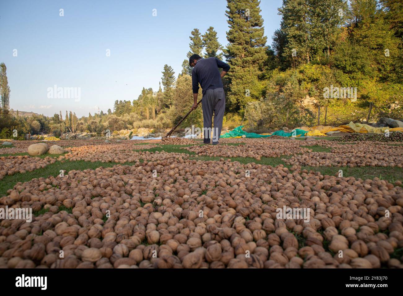 Ein kaschmirischer Landwirt trocknet Walnüsse, nachdem er seine grünen Schalen entfernt und während der Erntezeit gereinigt hat, in einem Dorf im Distrikt Budgam südwestlich von Srinagar. Die Erntezeit von Walnüssen ist ein großes landwirtschaftliches Ereignis in Kaschmir. Sie beginnt Ende August und wird im September fortgesetzt. Kaschmir ist der Hauptverursacher der indischen Walnussproduktion, auf die 98 % der gesamten Walnussproduktion entfallen. Kaschmiri-Walnüsse werden in verschiedene Regionen wie den Nahen Osten, Ost- und Westeuropa und in asiatische Länder exportiert. Die Erzeuger und Erzeuger von Kaschmirwalnüssen sind jedoch c Stockfoto