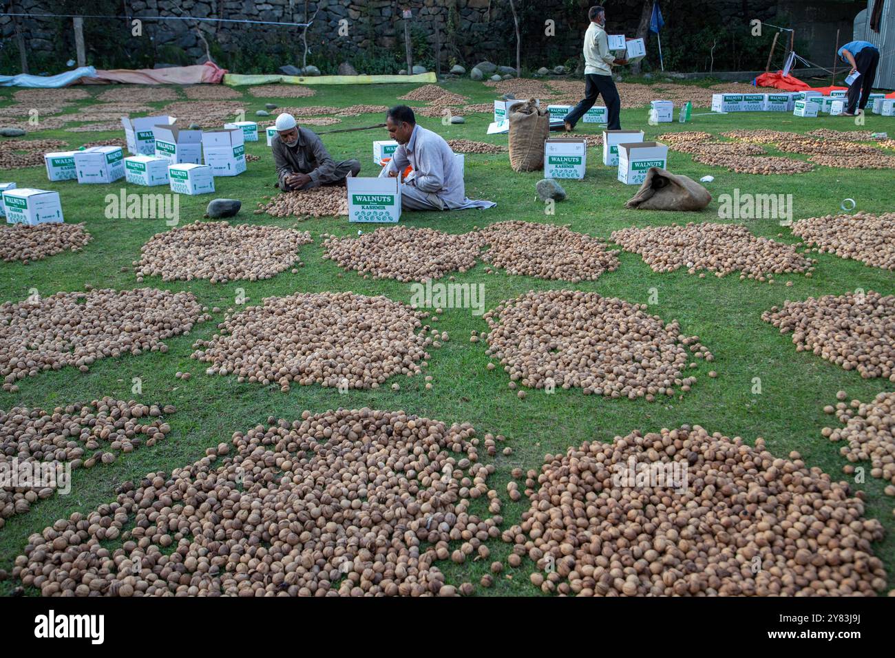Kaschmiri-Bauern verpacken Walnüsse, nachdem sie ihre grünen Schalen entfernt und während der Erntezeit gereinigt haben, in einem Dorf im Distrikt Budgam südwestlich von Srinagar. Die Erntezeit von Walnüssen ist ein großes landwirtschaftliches Ereignis in Kaschmir. Sie beginnt Ende August und wird im September fortgesetzt. Kaschmir ist der Hauptverursacher der indischen Walnussproduktion, auf die 98 % der gesamten Walnussproduktion entfallen. Kaschmiri-Walnüsse werden in verschiedene Regionen wie den Nahen Osten, Ost- und Westeuropa und in asiatische Länder exportiert. Die Erzeuger und Produzenten von Kaschmir-Walnüssen sind jedoch betrübt Stockfoto