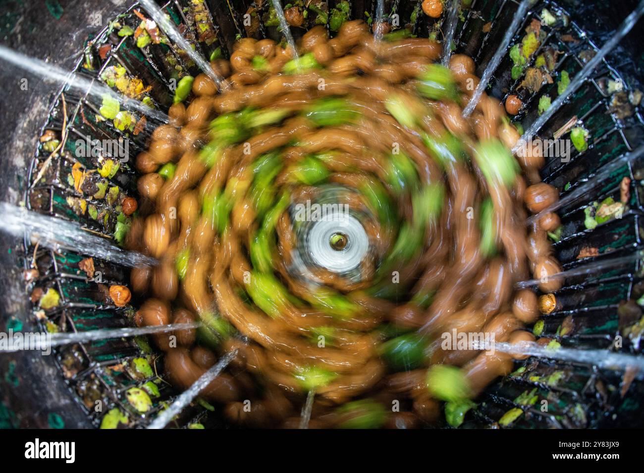 Grüne Walnussschalen werden während der Erntezeit in einem Dorf im Distrikt Budgam südwestlich von Srinagar in einer Maschine entfernt. Die Erntezeit von Walnüssen ist ein großes landwirtschaftliches Ereignis in Kaschmir. Sie beginnt Ende August und wird im September fortgesetzt. Kaschmir ist der Hauptverursacher der indischen Walnussproduktion, auf die 98 % der gesamten Walnussproduktion entfallen. Kaschmiri-Walnüsse werden in verschiedene Regionen wie den Nahen Osten, Ost- und Westeuropa und in asiatische Länder exportiert. Die Erzeuger und Erzeuger von Kaschmirwalnüssen sind jedoch besorgt über einen Nachfragerückgang Stockfoto