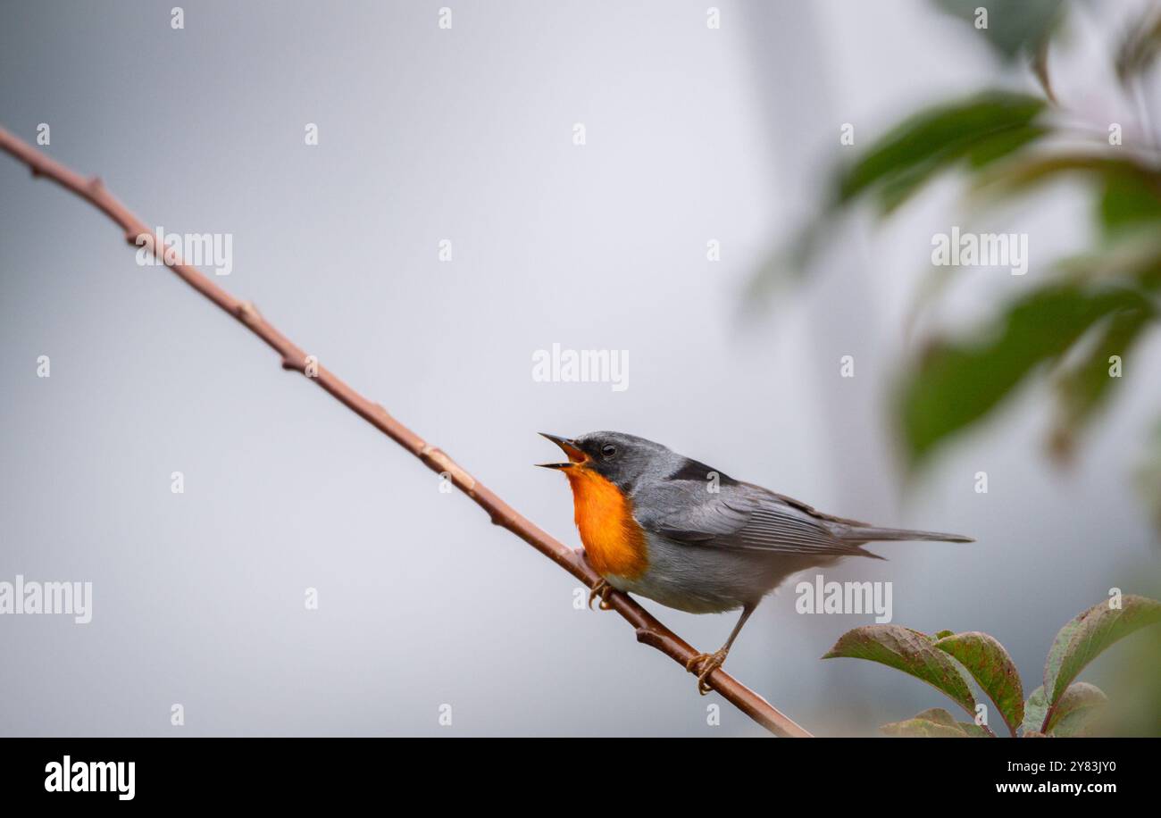 Flammkehle (Oreothlypis gutturalis) aus Costa Rica Stockfoto