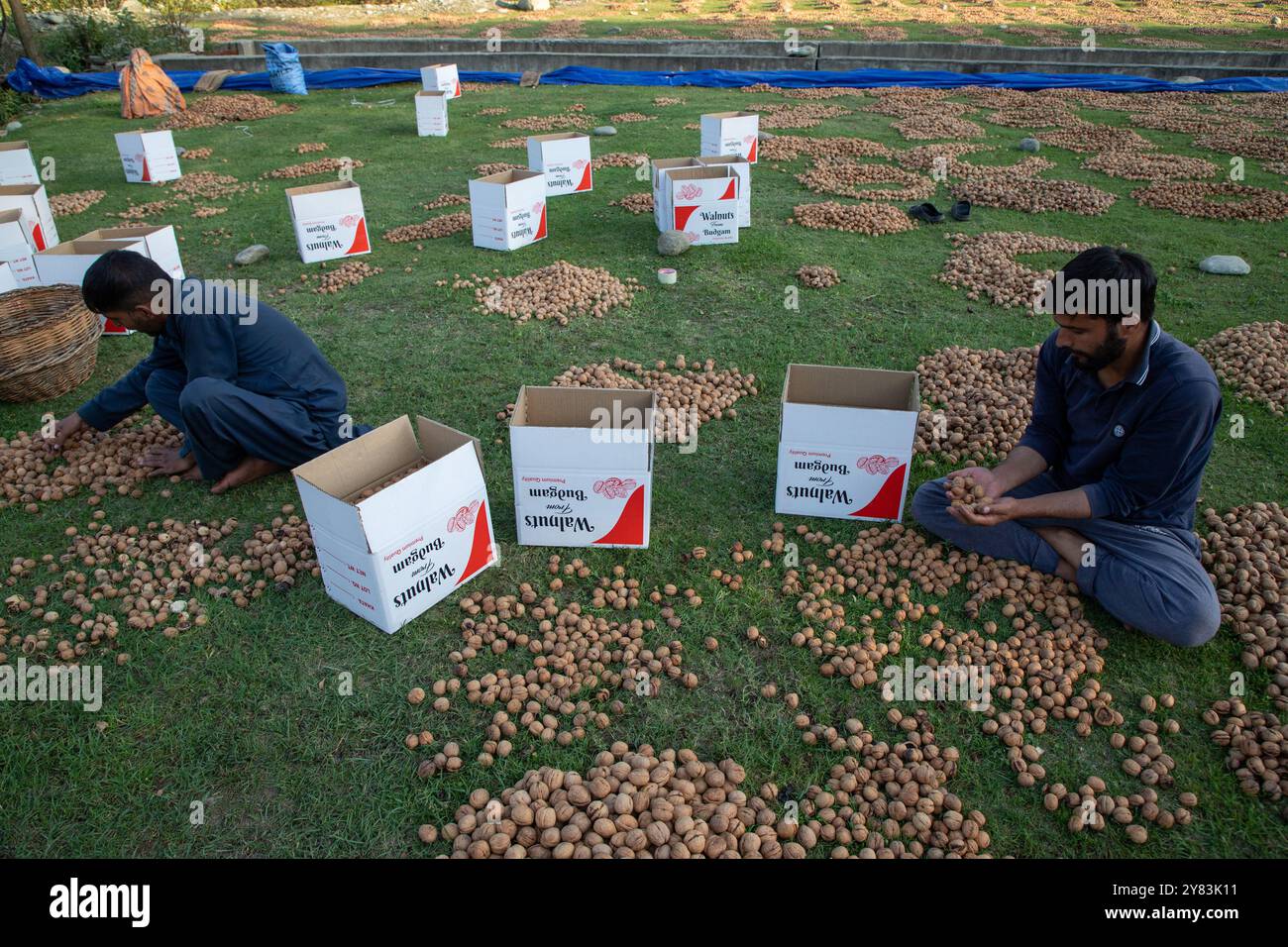 Kaschmirs Bauern sahen Walnüsse verpacken, nachdem sie ihre grünen Schalen entfernt und während der Erntezeit gereinigt hatten, in einem Dorf im Distrikt Budgam südwestlich von Srinagar. Die Erntezeit von Walnüssen ist ein großes landwirtschaftliches Ereignis in Kaschmir. Sie beginnt Ende August und wird im September fortgesetzt. Kaschmir ist der Hauptverursacher der indischen Walnussproduktion, auf die 98 % der gesamten Walnussproduktion entfallen. Kaschmiri-Walnüsse werden in verschiedene Regionen wie den Nahen Osten, Ost- und Westeuropa und in asiatische Länder exportiert. Die Erzeuger und Erzeuger von Kaschmir-Walnüssen sind jedoch nicht zu vergessen Stockfoto