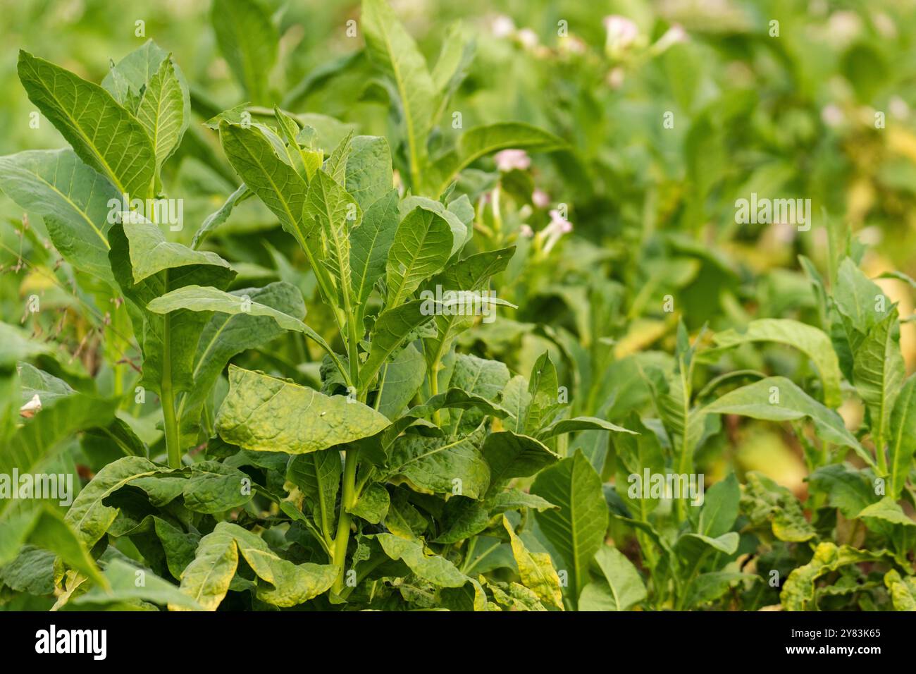 Grüner Tabak. Tabakindustrie. Stockfoto