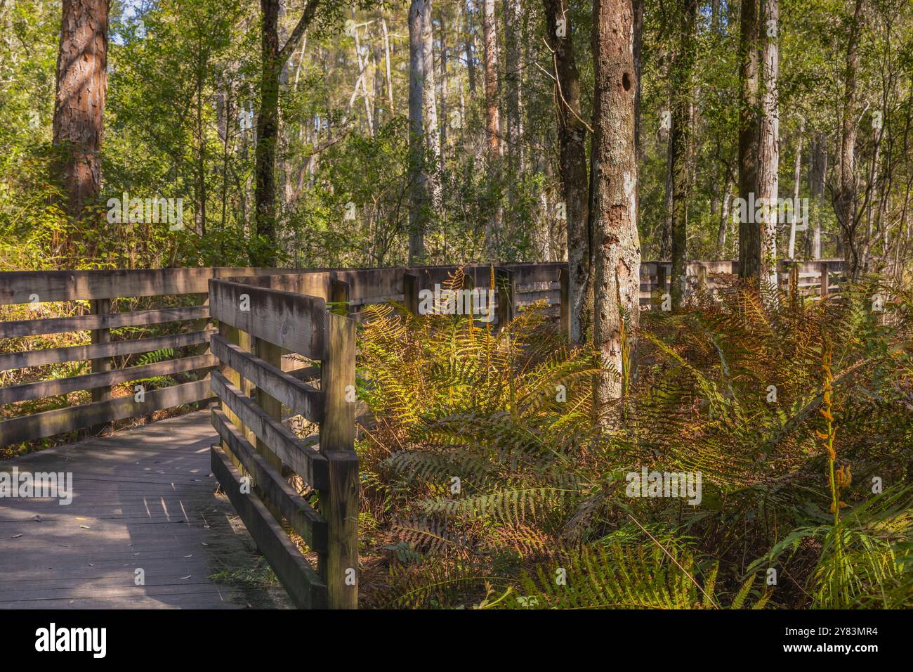 Das wunderschöne Herbstlaub und die Wasserwelt des schönen Hillsborough County Saltuce Lake Park in Tampa, Florida, USA Stockfoto