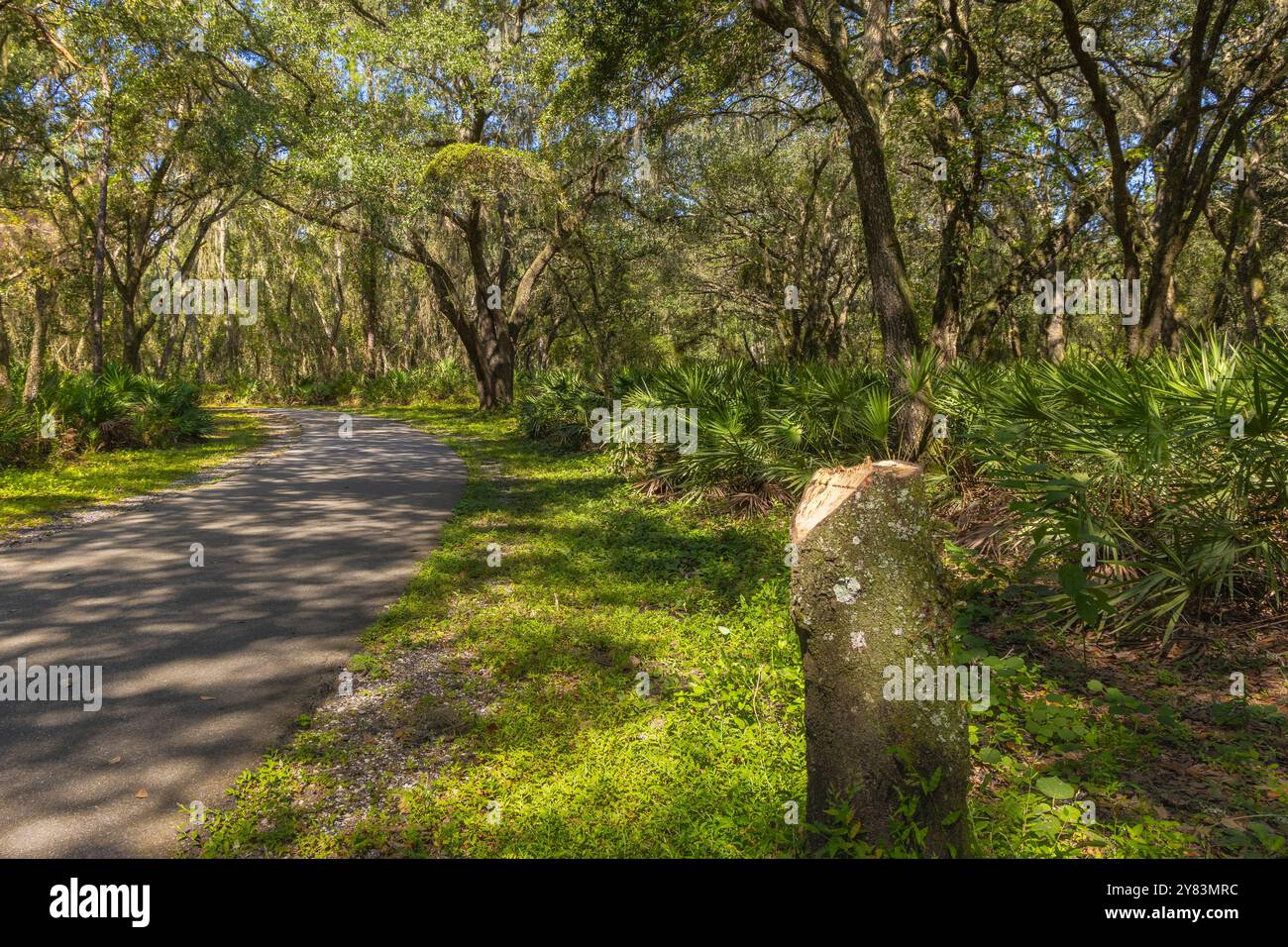 Das wunderschöne Herbstlaub und die Wasserwelt des schönen Hillsborough County Saltuce Lake Park in Tampa, Florida, USA Stockfoto