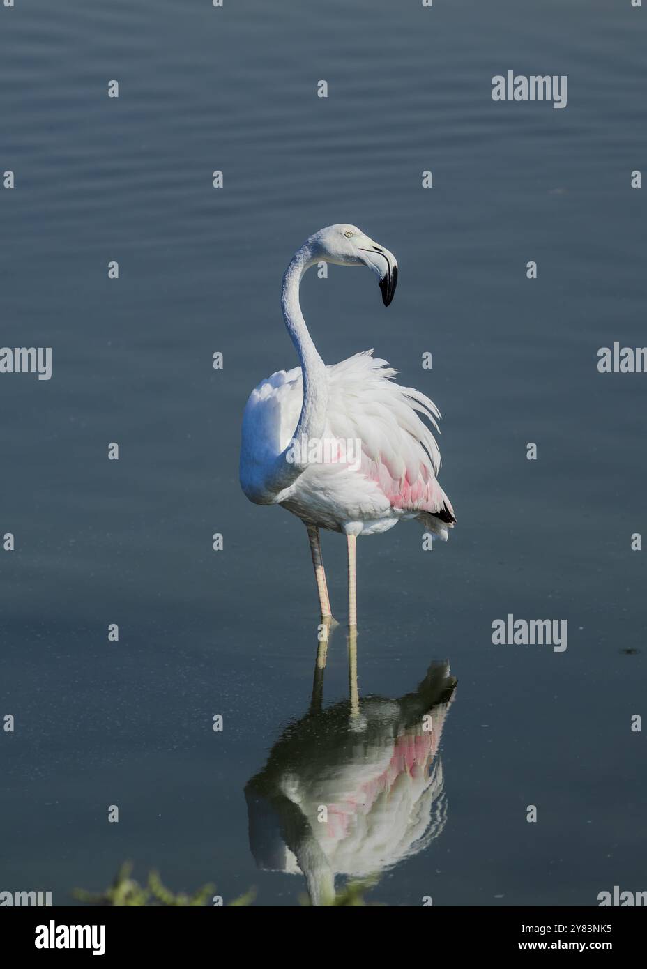 Ein einziger Flamingo-Stand im Wasser des Sees Stockfoto
