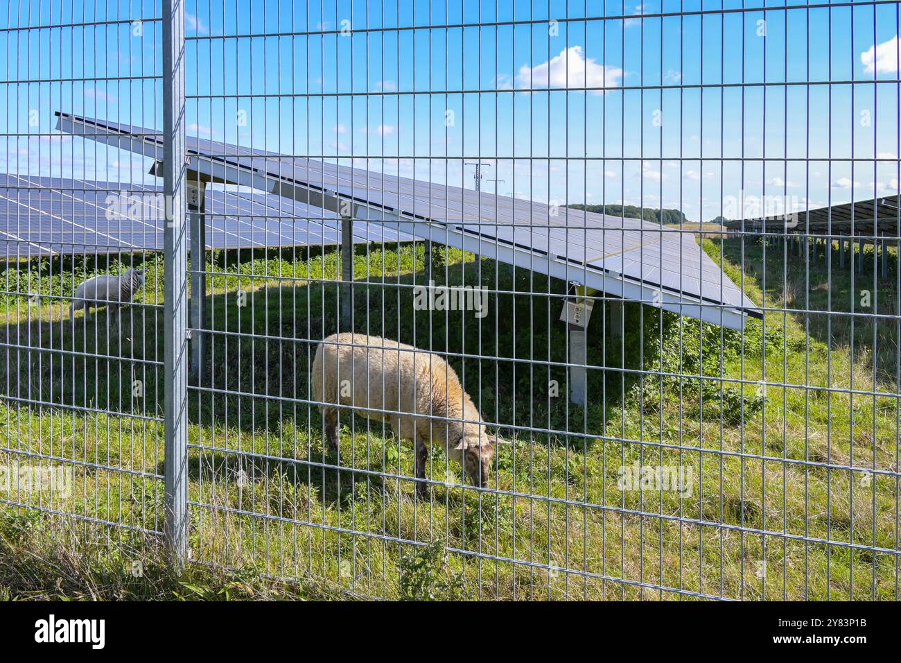 Schafe, die unter Solarzellen weiden, um die Vegetation auf einem Feld für die Erzeugung erneuerbarer Energien, Landwirtschaft und Industrie für Photovoltaik kurz zu halten Stockfoto