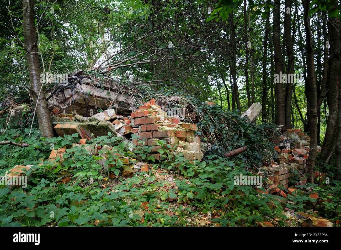 Eingestürztes Backsteinhaus als Ruine im Wald, bewachsen mit Efeu und anderen Pflanzen, verlorener Platz in der ehemaligen Maurinenmühle bei Carlow in Deutschland, Kopie Stockfoto