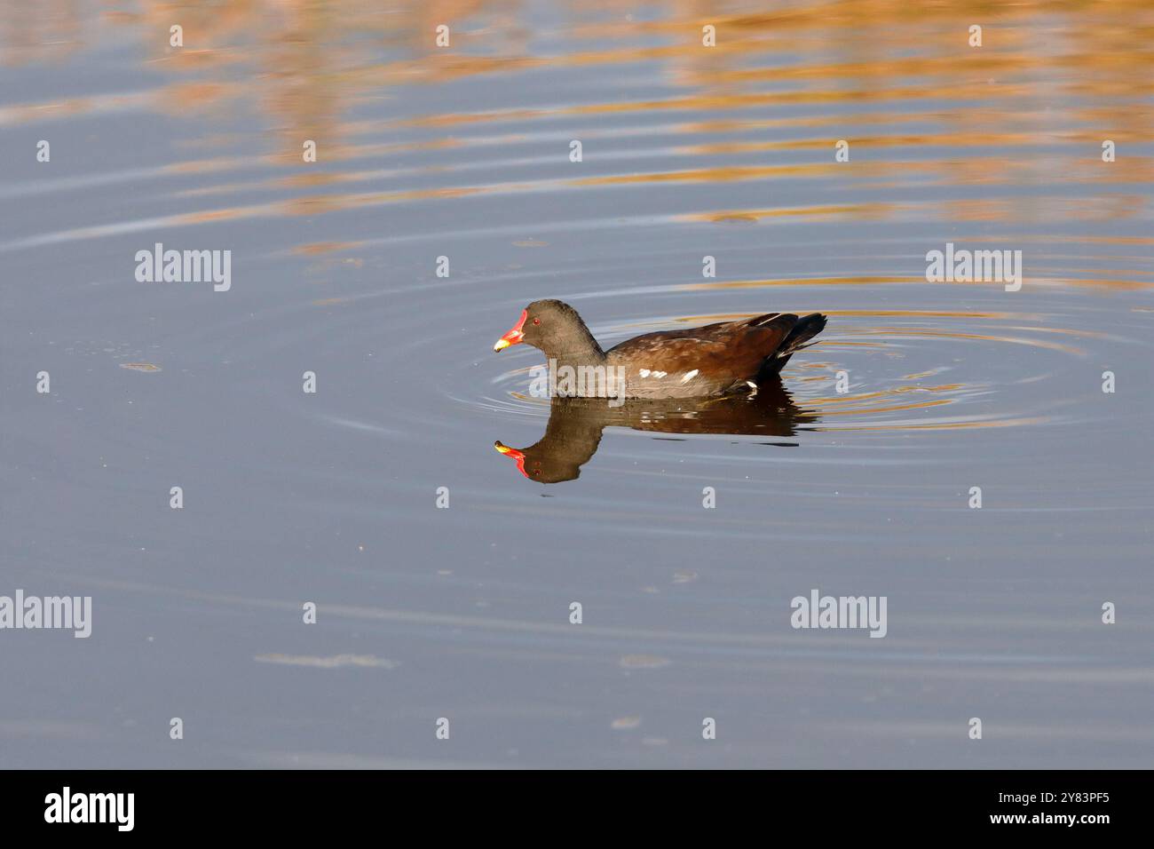 Eine Moorhne (Gallinula chloropus), die im Meer schwimmt Stockfoto