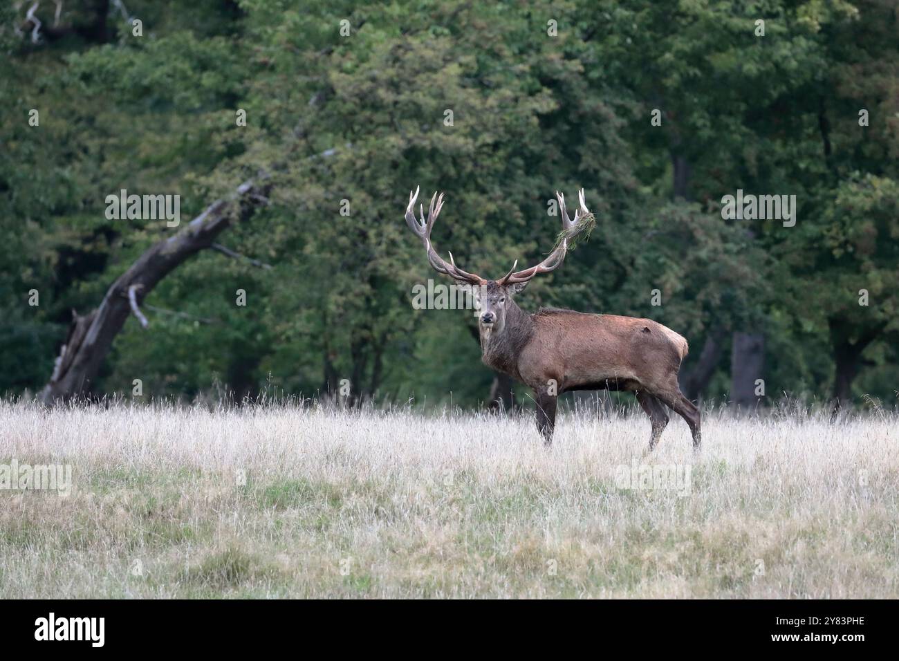 Ein Rothirsch (Cervus elaphus) in der Brunstzeit, auf Gras mit Bäumen hinter der Kamera stehend Stockfoto