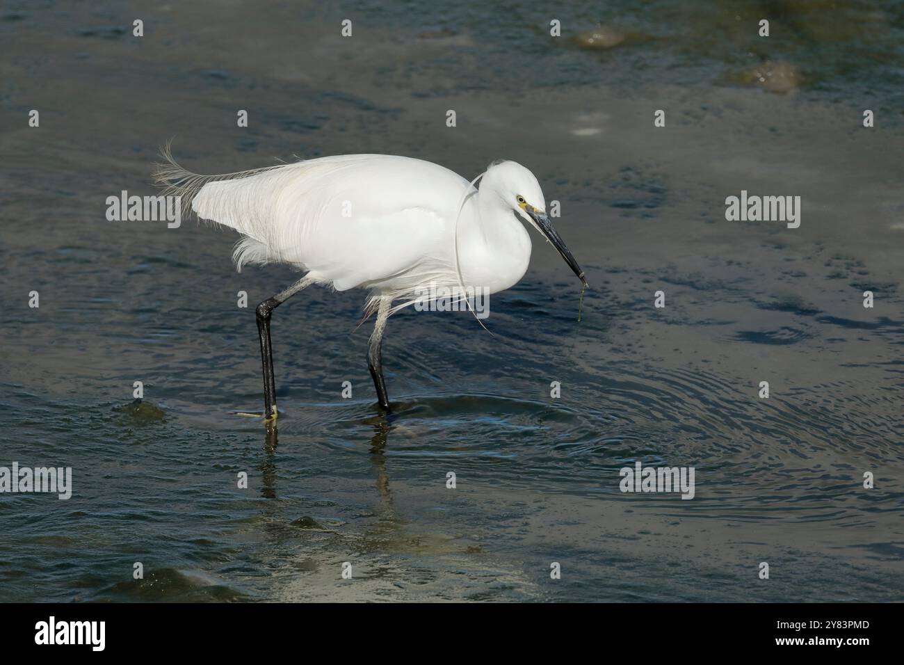 Ein kleiner Reiher (Egretta garzetta), der im Meer weht und nach Fisch jagt Stockfoto