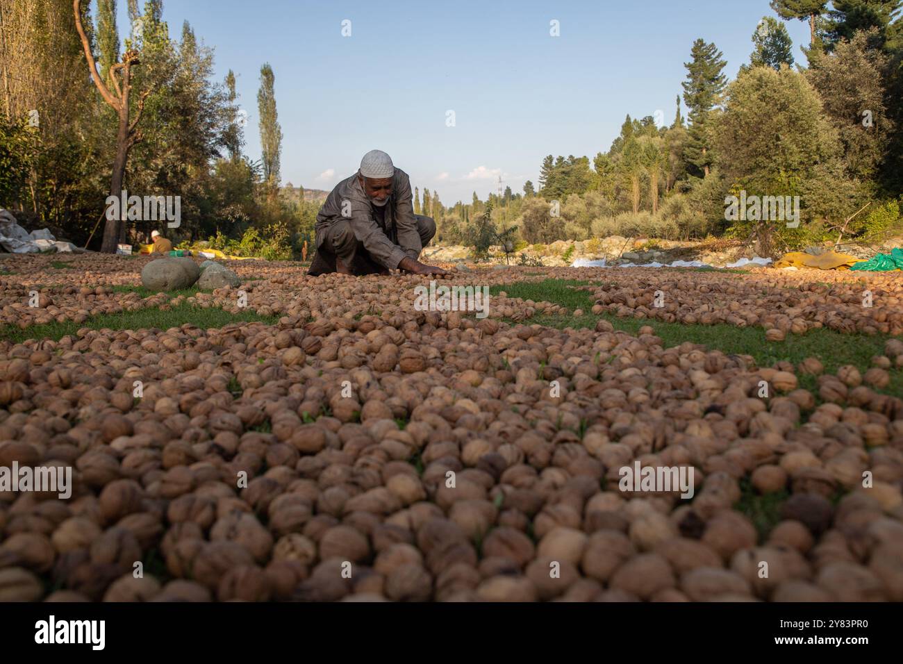 Budgam, Indien. Oktober 2024. Ein kaschmirischer Landwirt sortiert Walnüsse, nachdem er seine grünen Schalen entfernt und während der Erntezeit gereinigt hat, in einem Dorf im Distrikt Budgam südwestlich von Srinagar. Die Erntezeit von Walnüssen ist ein großes landwirtschaftliches Ereignis in Kaschmir. Sie beginnt Ende August und wird im September fortgesetzt. Kaschmir ist der Hauptverursacher der indischen Walnussproduktion, auf die 98 % der gesamten Walnussproduktion entfallen. Kaschmiri-Walnüsse werden in verschiedene Regionen wie den Nahen Osten, Ost- und Westeuropa und in asiatische Länder exportiert. Erzeuger und Erzeuger o Stockfoto