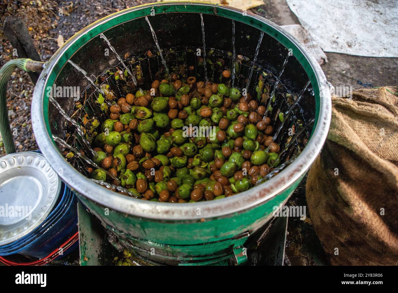 Budgam, Indien. Oktober 2024. Grüne Walnussschalen werden während der Erntezeit in einem Dorf im Distrikt Budgam südwestlich von Srinagar in einer Maschine entfernt. Die Erntezeit von Walnüssen ist ein großes landwirtschaftliches Ereignis in Kaschmir. Sie beginnt Ende August und wird im September fortgesetzt. Kaschmir ist der Hauptverursacher der indischen Walnussproduktion, auf die 98 % der gesamten Walnussproduktion entfallen. Kaschmiri-Walnüsse werden in verschiedene Regionen wie den Nahen Osten, Ost- und Westeuropa und in asiatische Länder exportiert. Die Erzeuger und Produzenten von Kaschmir-Walnüssen sind es jedoch Stockfoto