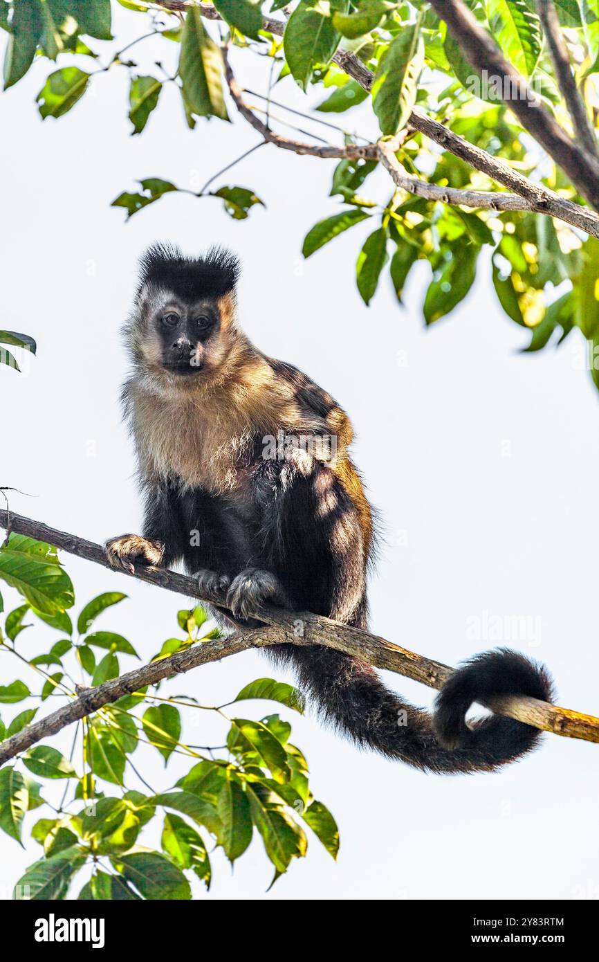 Ein schwarzer Kapuziner (Sapajus nigritus) auf einem Ast, Corcovado, Rio de Janeiro, Brasilien Stockfoto