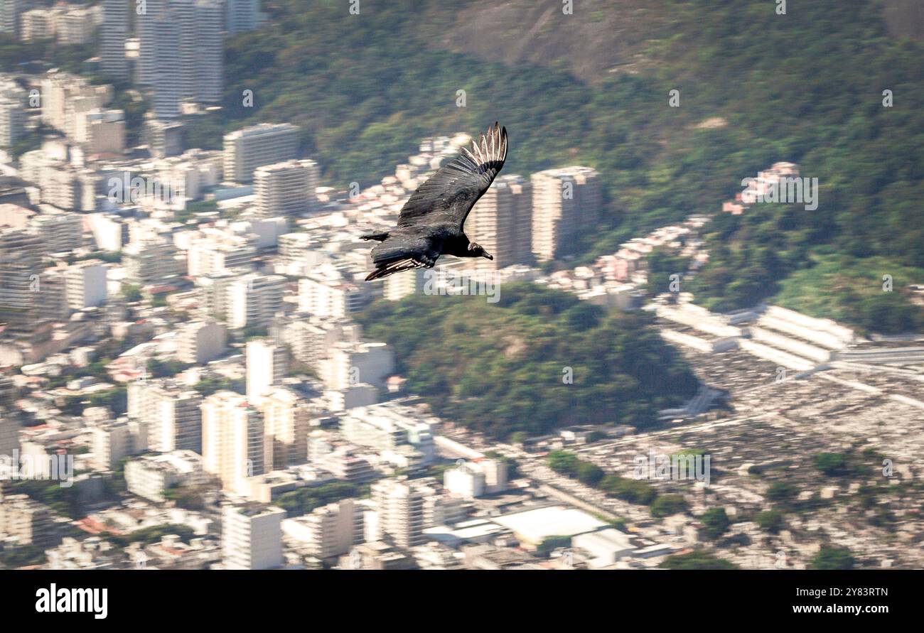 Schwarzer Geier (Coragyps atratus brasiliensis), der hoch über Rio de Janeiro fliegt, vom Corcovado aus gesehen Stockfoto