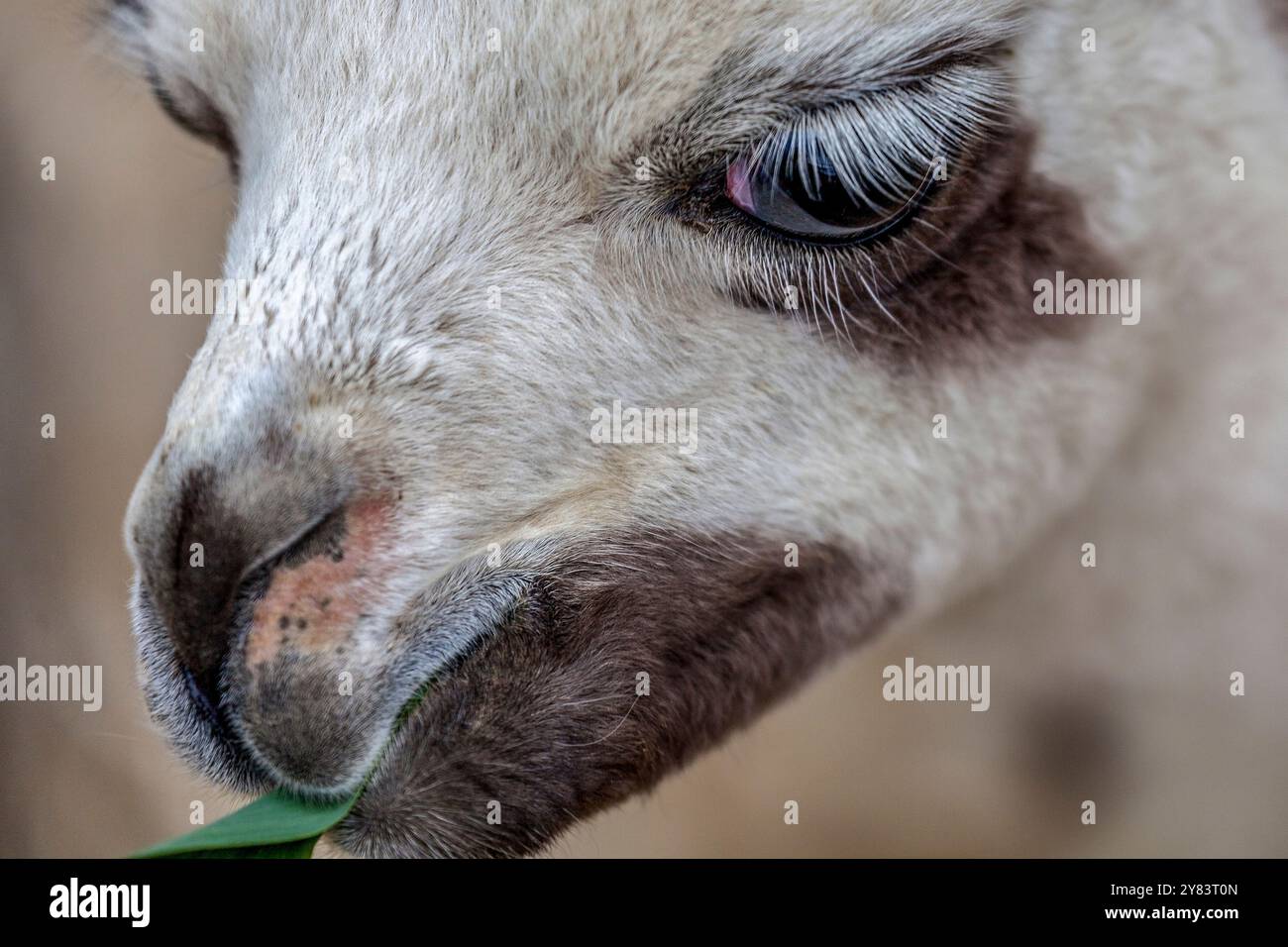 Lange weiße Wimpern eines jungen Lama im Inka-Garten bei Yumani, Isla del Sol, Titicacasee, Bolivien Stockfoto