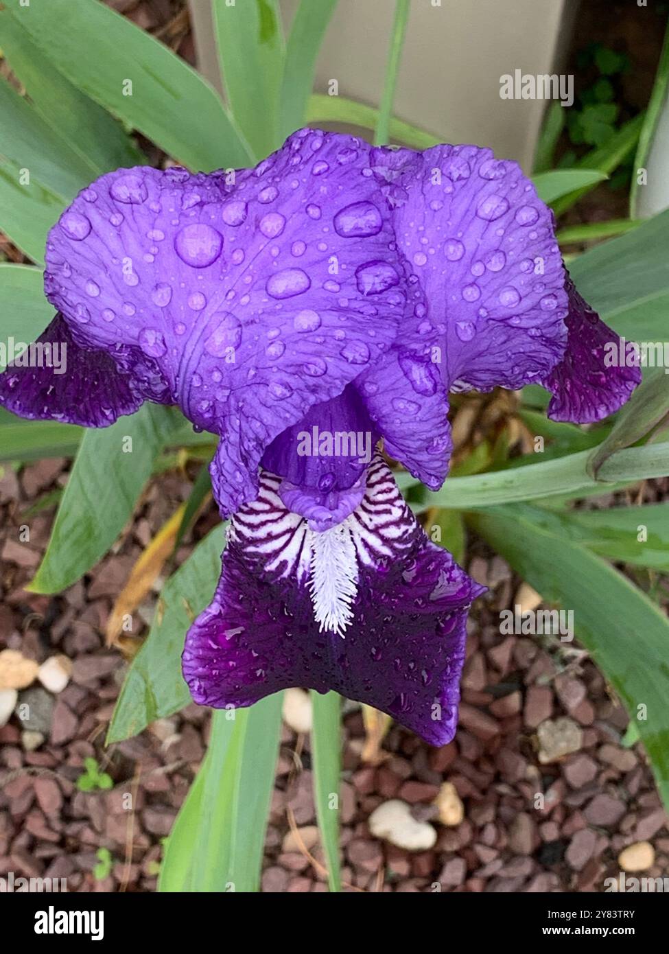 Die einzigartig geformten Morgentauropfen auf den dunkelvioletten Blüten einer Douglas Iris Blume sind wunderschön vor einem beigen Zaun gepflanzt Stockfoto