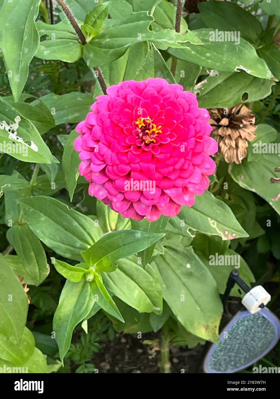 Die einzigartig geformten Morgentauropfen auf den dunkelvioletten Blüten einer Douglas Iris Blume sind wunderschön vor einem beigen Zaun gepflanzt Stockfoto