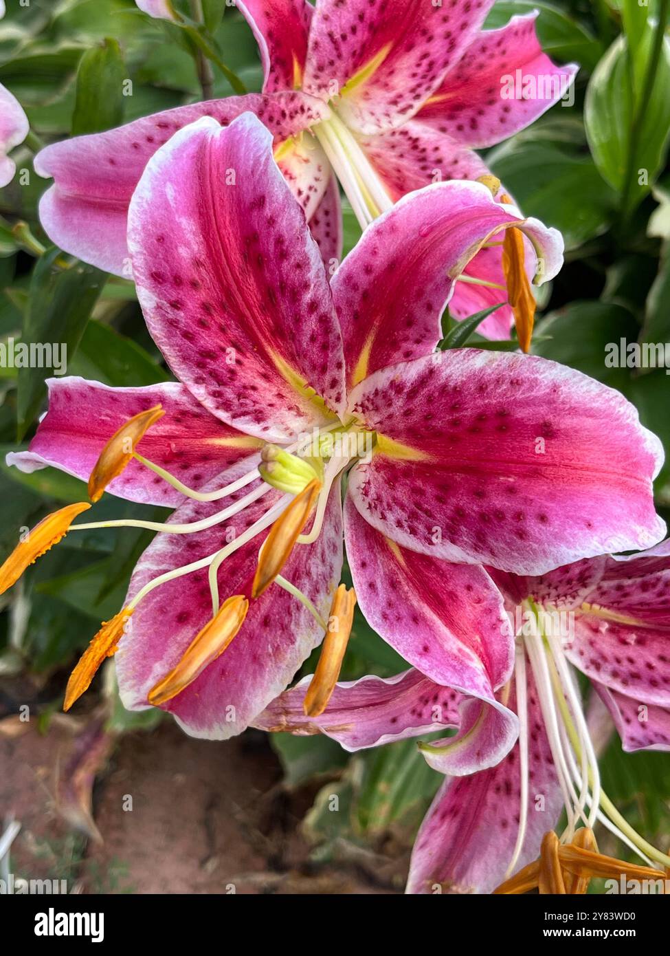 Die einzigartig geformten Morgentauropfen auf den dunkelvioletten Blüten einer Douglas Iris Blume sind wunderschön vor einem beigen Zaun gepflanzt Stockfoto