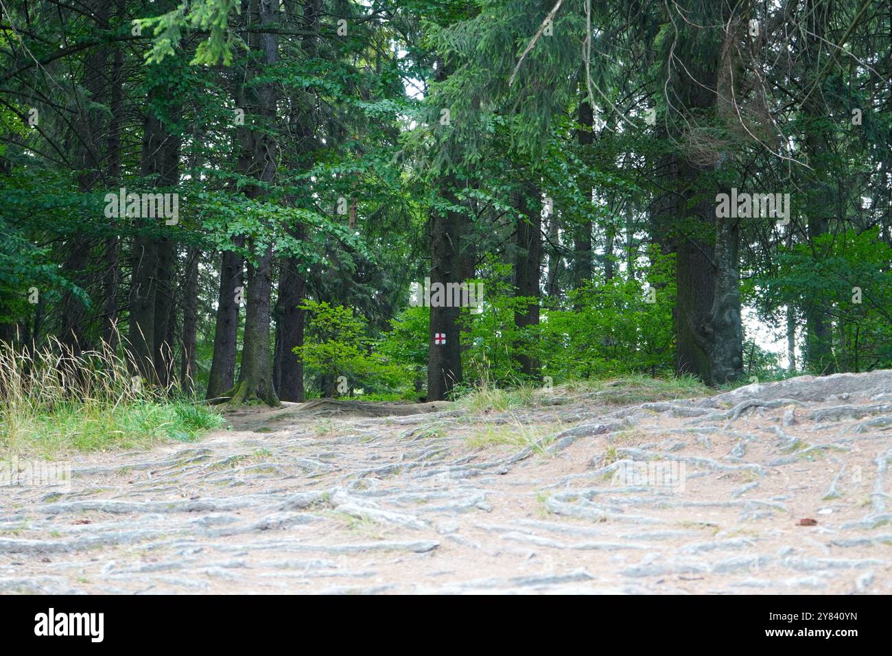 Markierte Route durch grünen Wald im Poiana Brasov Resort, Rumänien. Naturlandschaft mit hohen Bäumen und komplizierten langen Wurzeln auf dem Boden. Stockfoto