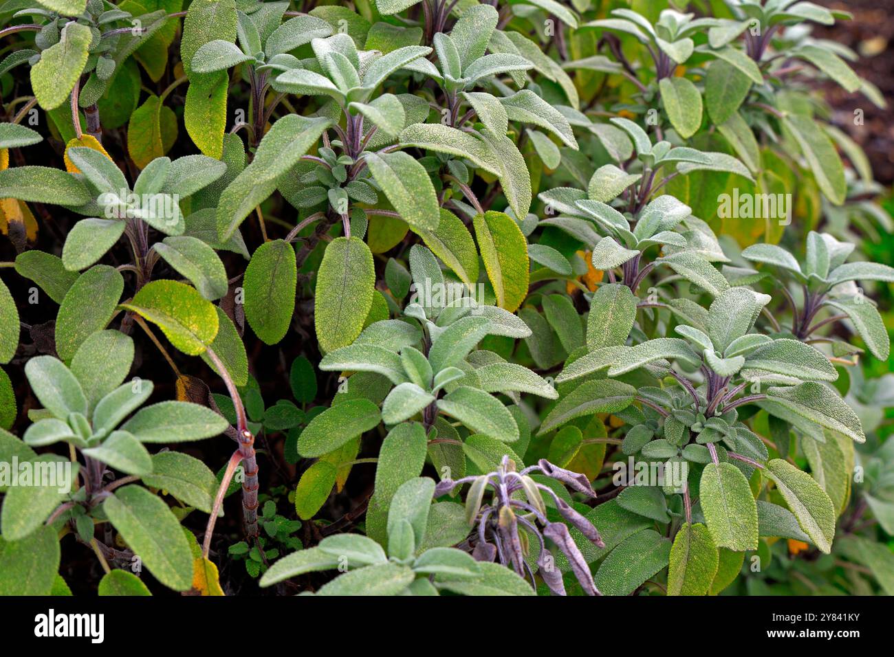 Salbei Pflanze - Salvia officinalis. Cardiff, Südwales, Vereinigtes Königreich. Oktober 2024. Herbst Stockfoto