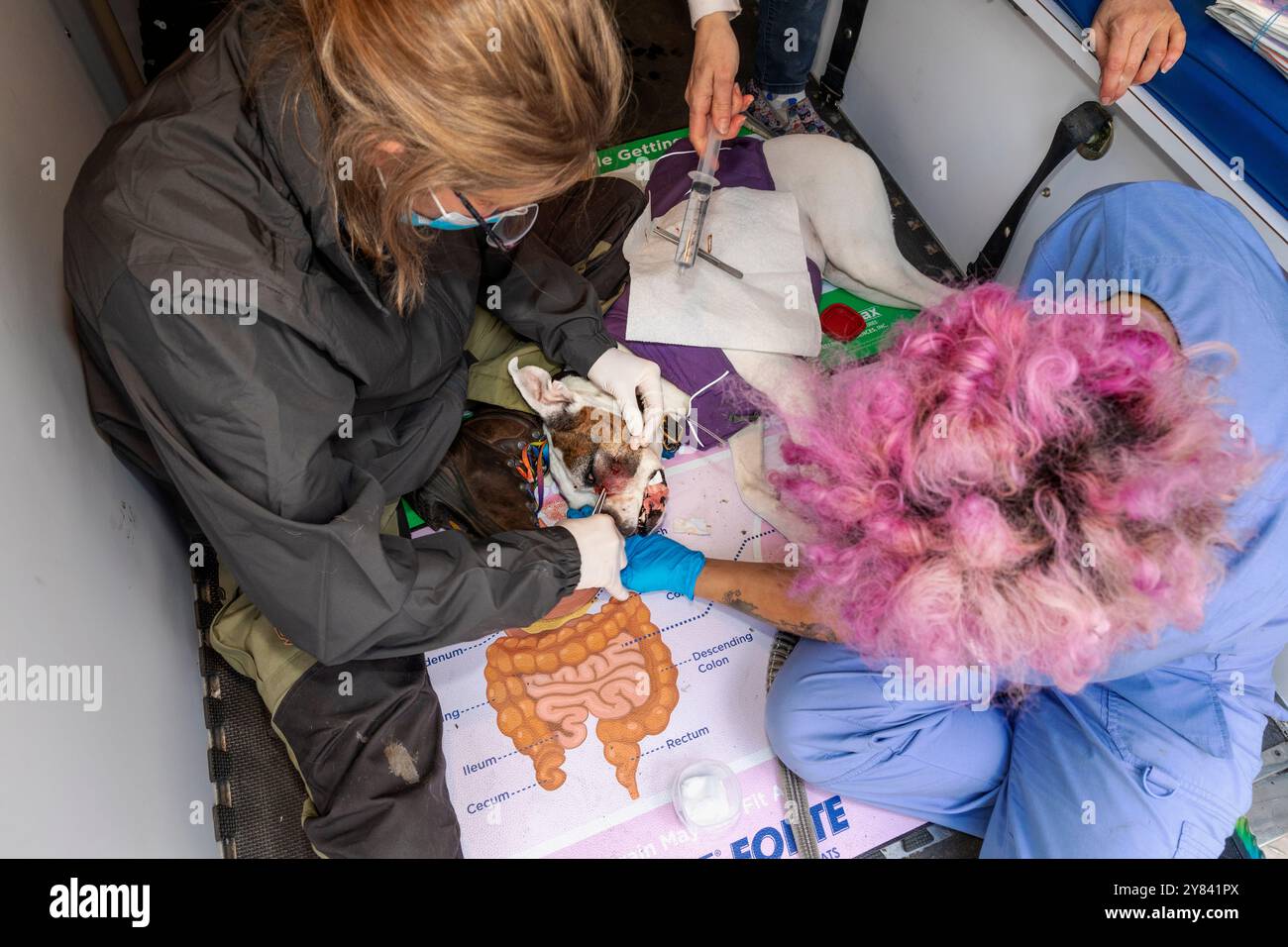 SVO-00106....WASHINGTON - Tierärztin HANNA EKSTROM repariert einen Abszess auf der Wange eines Hundes namens Layla. Stockfoto