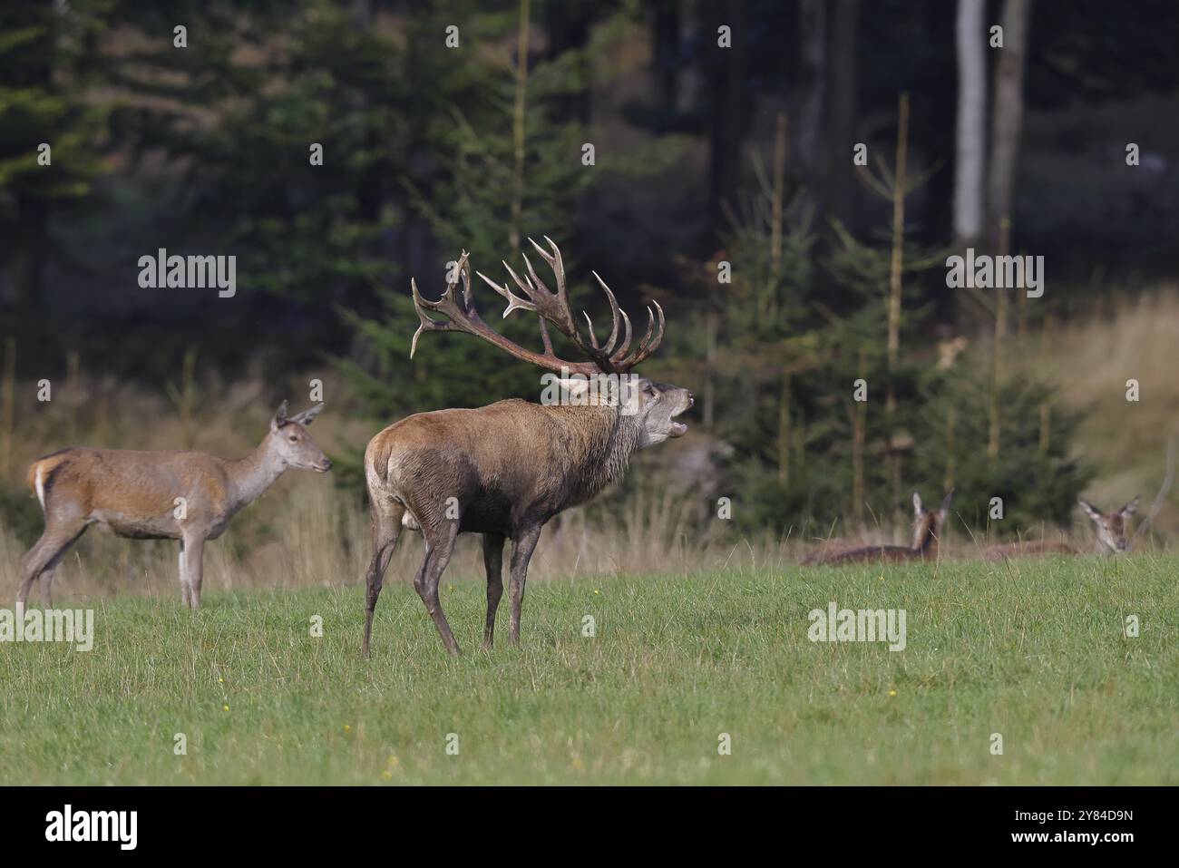 Rotwild (Cervus elaphus) in der Bruntzeit, Haupthirsch mit Hirsch in einer Waldlichtung, Wildtiere, Sauerland, Nordrhein-Westfalen, Deutschland, Europa Stockfoto