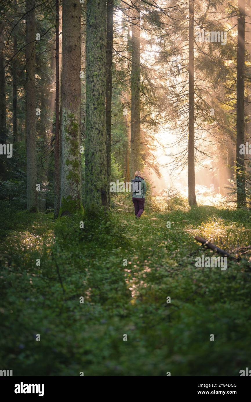 Ein einsamer Wanderer spaziert durch einen dichten Wald, der in Sonnenlicht getaucht ist und eine ruhige und friedliche Atmosphäre schafft, Calw, Schwarzwald, Deutschland, Europa Stockfoto