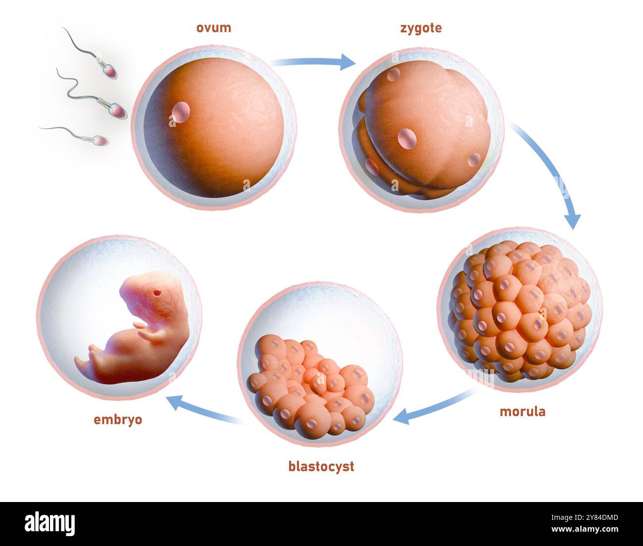 Menschliche Befruchtung und Embryonalentwicklung. Digitale Illustration, 3D-Rendering. Stockfoto
