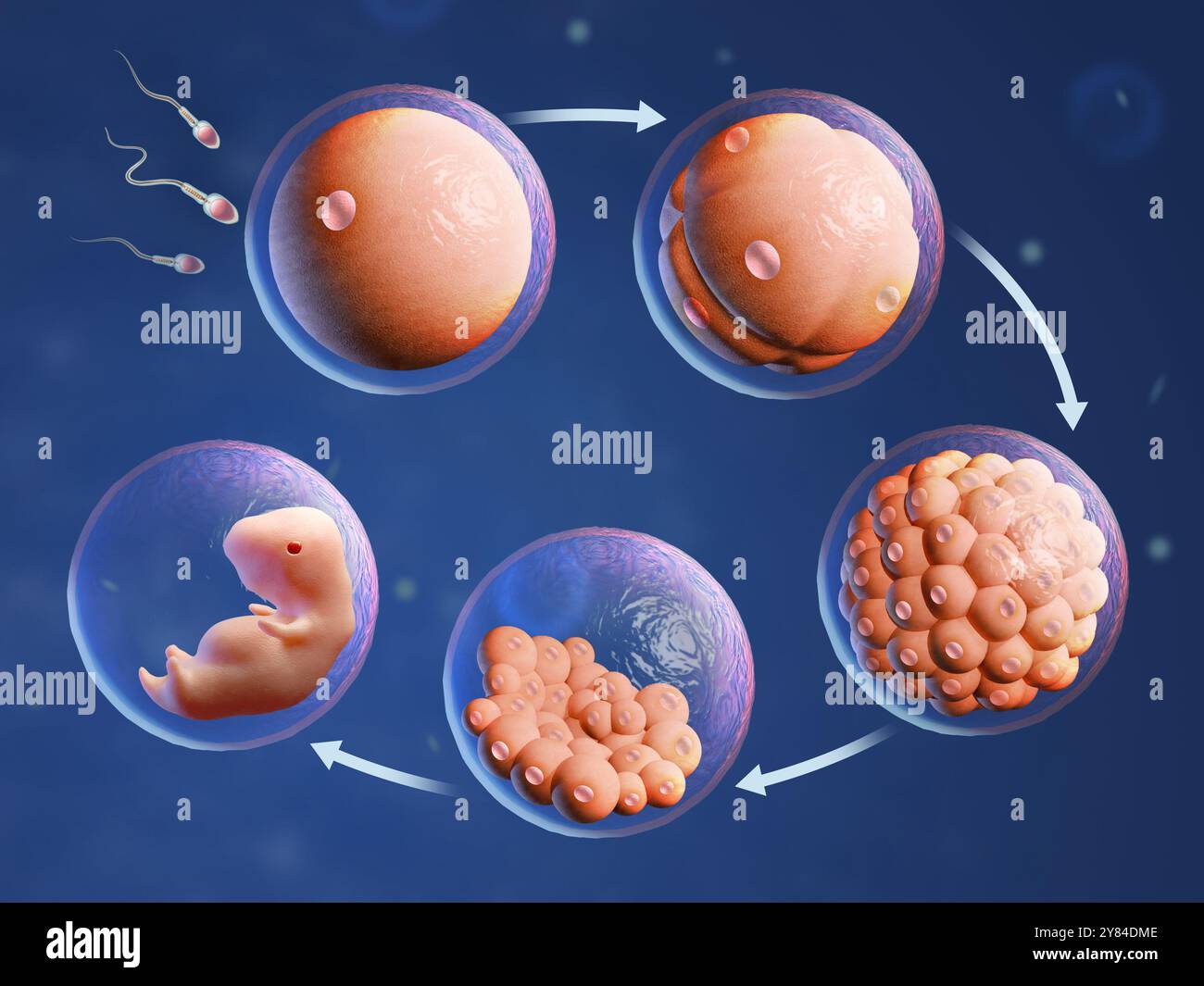 Menschliche Befruchtung und Embryonalentwicklung. Digitale Illustration, 3D-Rendering. Stockfoto