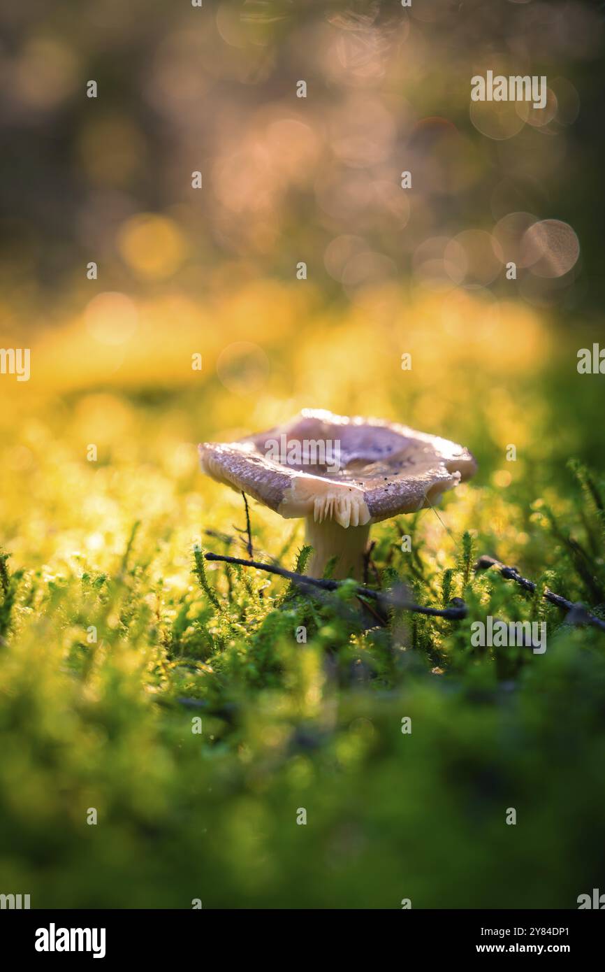 Ein einsamer Pilz leuchtet in einer moosigen Umgebung im Wald, beleuchtet von warmen Lichtpunkten im Hintergrund, Calw, Schwarzwald, Deutschland, Europa Stockfoto